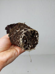 Alocasia Venom Aurea