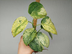 Scindapsus Jade Satin Marble