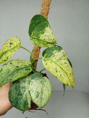 Scindapsus Jade Satin Marble