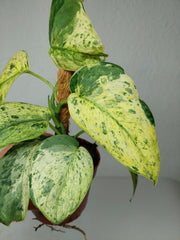 Scindapsus Jade Satin Marble