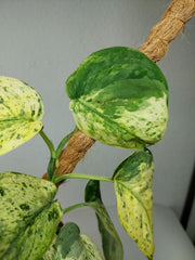 Scindapsus Jade Satin Marble
