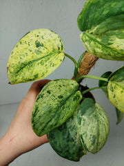 Scindapsus Jade Satin Marble