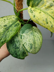 Scindapsus Jade Satin Marble