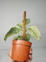 Scindapsus Jade Satin Marble