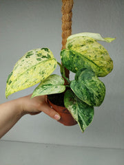 Scindapsus Jade Satin Marble