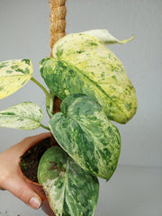 Scindapsus Jade Satin Marble