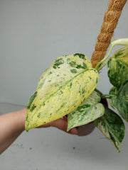 Scindapsus Jade Satin Marble