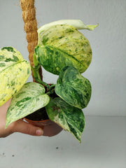 Scindapsus Jade Satin Marble