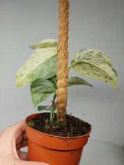 Scindapsus Jade Satin Marble