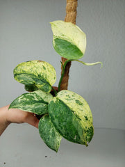Scindapsus Jade Satin Marble