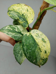 Scindapsus Jade Satin Marble