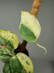 Scindapsus Jade Satin Marble