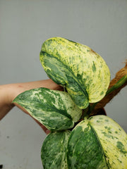 Scindapsus Jade Satin Marble