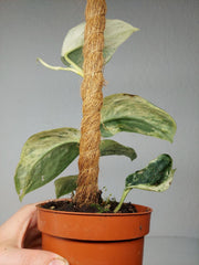 Scindapsus Jade Satin Marble
