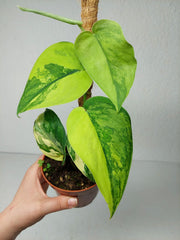 Scindapsus Jade Satin Aurea