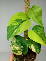 Scindapsus Jade Satin Aurea