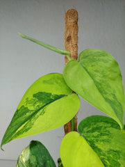 Scindapsus Jade Satin Aurea