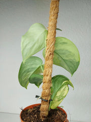 Scindapsus Jade Satin Aurea