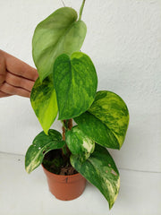 Scindapsus Jade Satin Aurea