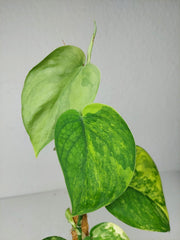 Scindapsus Jade Satin Aurea