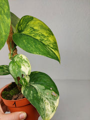 Scindapsus Jade Satin Aurea