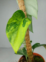 Scindapsus Jade Satin Aurea