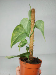 Scindapsus Jade Satin Aurea
