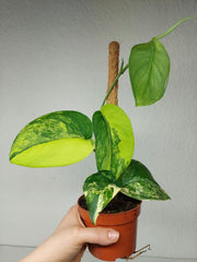 Scindapsus Jade Satin Aurea