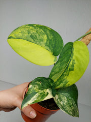 Scindapsus Jade Satin Aurea