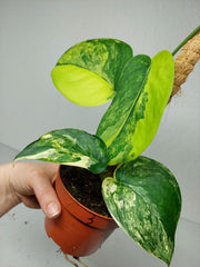 Scindapsus Jade Satin Aurea