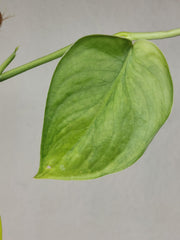 Scindapsus Jade Satin Aurea
