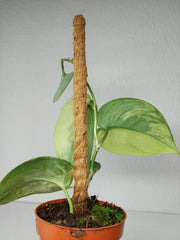 Scindapsus Jade Satin Aurea