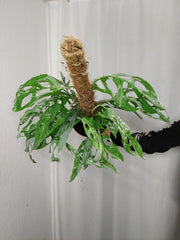 Monstera Adansonii Indonesian Marble