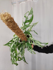 Monstera Adansonii Indonesian Marble