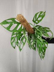 Monstera Adansonii Indonesian Marble