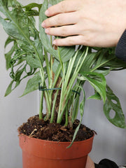Monstera Adansonii Indonesian Marble