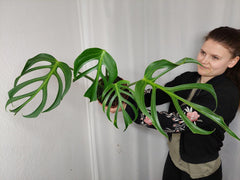Monstera Burle Marx Flame Adult