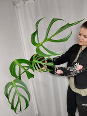 Monstera Burle Marx Flame Adult