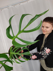 Monstera Burle Marx Flame Adult