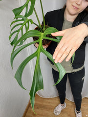 Monstera Burle Marx Flame Adult