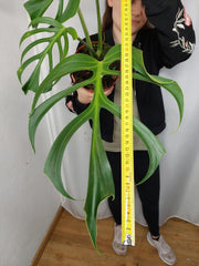 Monstera Burle Marx Flame Adult