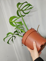 Monstera Burle Marx Flame Adult