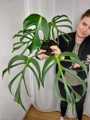 Monstera Burle Marx Flame Adult