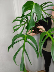 Monstera Burle Marx Flame Adult