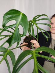 Monstera Burle Marx Flame Adult