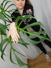 Monstera Burle Marx Flame Adult
