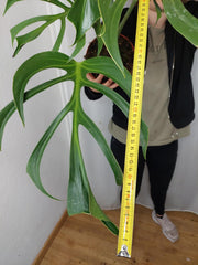 Monstera Burle Marx Flame Adult