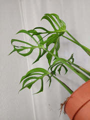 Monstera Burle Marx Flame Adult