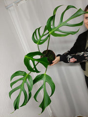 Monstera Burle Marx Flame Adult
