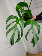 Monstera Burle Marx Flame Adult